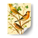 Familia De Aves Domésticas Vi - Bellissimo Art | Cuadro decorativo de Canvas Lab