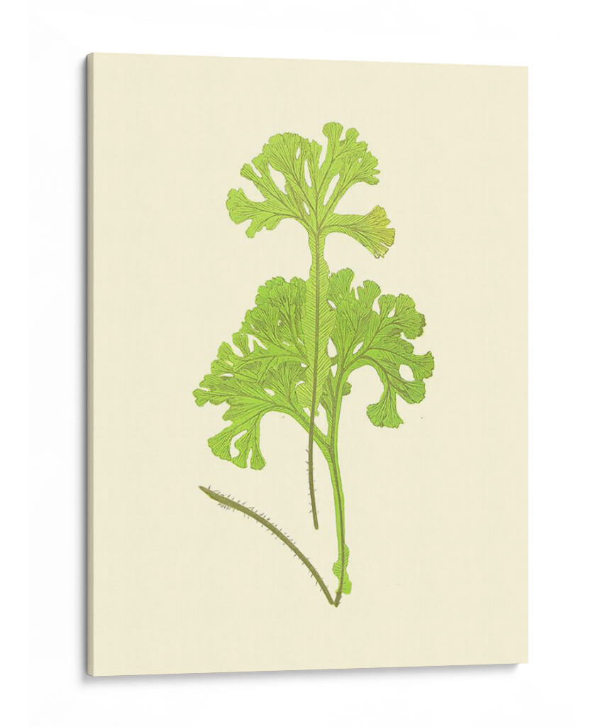 Woodland Ferns Iii - E. J. Lowe | Cuadro decorativo de Canvas Lab