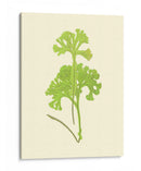 Woodland Ferns Iii - E. J. Lowe | Cuadro decorativo de Canvas Lab