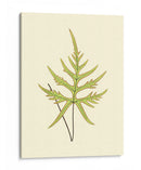 Woodland Ferns Iv - E. J. Lowe | Cuadro decorativo de Canvas Lab
