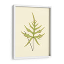 Woodland Ferns Iv - E. J. Lowe | Cuadro decorativo de Canvas Lab