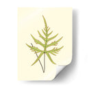 Woodland Ferns Iv - E. J. Lowe | Cuadro decorativo de Canvas Lab