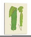 Woodland Ferns Viii - E. J. Lowe | Cuadro decorativo de Canvas Lab