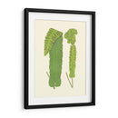 Woodland Ferns Viii - E. J. Lowe | Cuadro decorativo de Canvas Lab