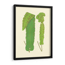 Woodland Ferns Viii - E. J. Lowe | Cuadro decorativo de Canvas Lab