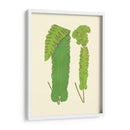 Woodland Ferns Viii - E. J. Lowe | Cuadro decorativo de Canvas Lab