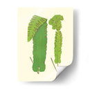 Woodland Ferns Viii - E. J. Lowe | Cuadro decorativo de Canvas Lab