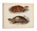 Pareja De Tortuga Antigua Ii - Vision Studio | Cuadro decorativo de Canvas Lab