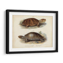 Pareja De Tortuga Antigua Ii - Vision Studio | Cuadro decorativo de Canvas Lab