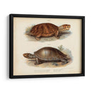Pareja De Tortuga Antigua Ii - Vision Studio | Cuadro decorativo de Canvas Lab