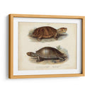 Pareja De Tortuga Antigua Ii - Vision Studio | Cuadro decorativo de Canvas Lab