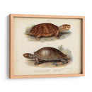 Pareja De Tortuga Antigua Ii - Vision Studio | Cuadro decorativo de Canvas Lab