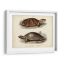 Pareja De Tortuga Antigua Ii - Vision Studio | Cuadro decorativo de Canvas Lab
