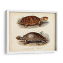 Pareja De Tortuga Antigua Ii - Vision Studio | Cuadro decorativo de Canvas Lab
