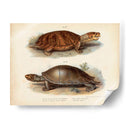 Pareja De Tortuga Antigua Ii - Vision Studio | Cuadro decorativo de Canvas Lab