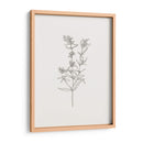 Bosquejo De Follaje Salvaje I - Victoria Borges | Cuadro decorativo de Canvas Lab