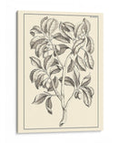 Follaje Antiguo No Adornado I - Pierre Josep Buchoz | Cuadro decorativo de Canvas Lab