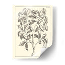 Follaje Antiguo No Adornado I - Pierre Josep Buchoz | Cuadro decorativo de Canvas Lab