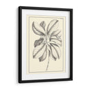 Follaje Antiguo No Adornado Ii - Pierre Josep Buchoz | Cuadro decorativo de Canvas Lab