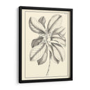 Follaje Antiguo No Adornado Ii - Pierre Josep Buchoz | Cuadro decorativo de Canvas Lab