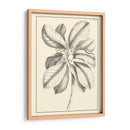 Follaje Antiguo No Adornado Ii - Pierre Josep Buchoz | Cuadro decorativo de Canvas Lab