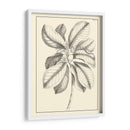 Follaje Antiguo No Adornado Ii - Pierre Josep Buchoz | Cuadro decorativo de Canvas Lab