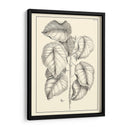 Follaje Antiguo No Adornado Iv - Pierre Josep Buchoz | Cuadro decorativo de Canvas Lab