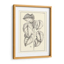 Follaje Antiguo No Adornado Iv - Pierre Josep Buchoz | Cuadro decorativo de Canvas Lab