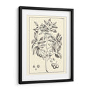 Follaje Antiguo No Adornado Vi - Pierre Josep Buchoz | Cuadro decorativo de Canvas Lab