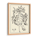 Follaje Antiguo No Adornado Vi - Pierre Josep Buchoz | Cuadro decorativo de Canvas Lab