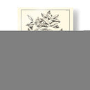 Follaje Antiguo No Adornado Vi - Pierre Josep Buchoz | Cuadro decorativo de Canvas Lab