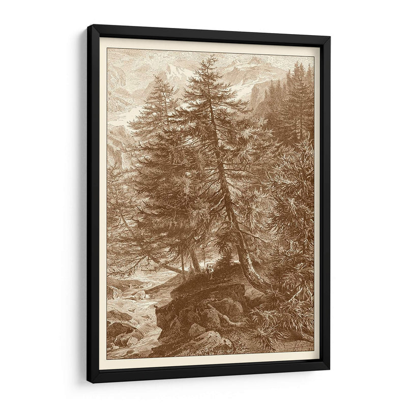 Árbol De Alerce Sepia - Ernst Heyn | Cuadro decorativo de Canvas Lab