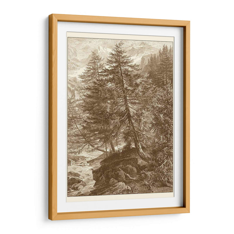 Árbol De Alerce Sepia - Ernst Heyn | Cuadro decorativo de Canvas Lab