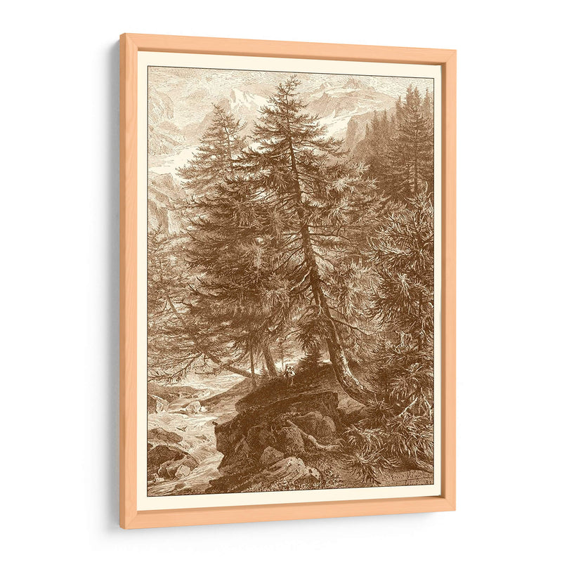 Árbol De Alerce Sepia - Ernst Heyn | Cuadro decorativo de Canvas Lab