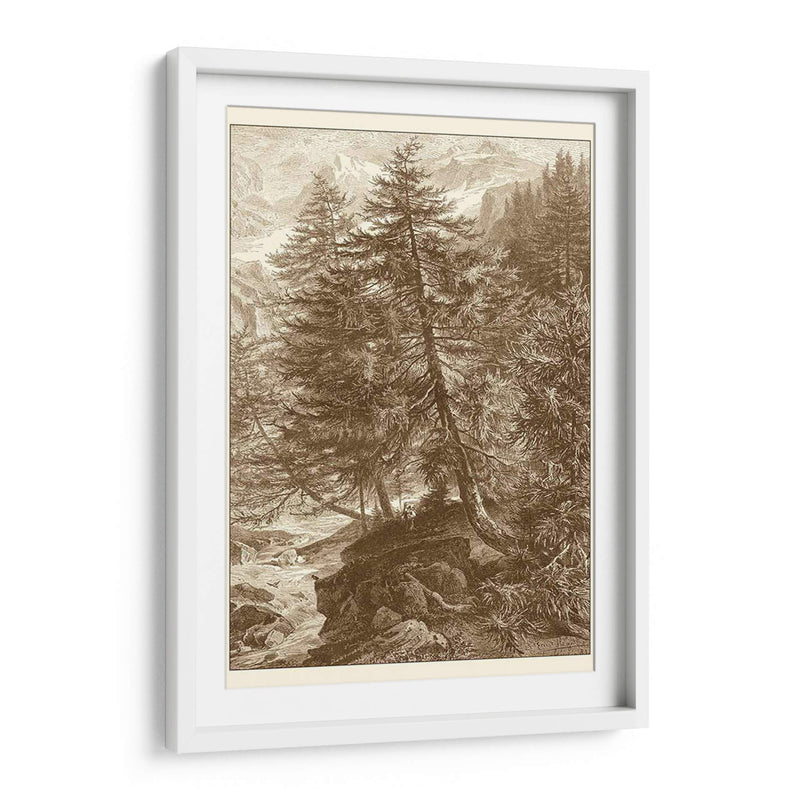 Árbol De Alerce Sepia - Ernst Heyn | Cuadro decorativo de Canvas Lab