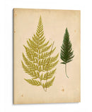 Cottage Helechos I - Lowe | Cuadro decorativo de Canvas Lab