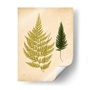 Cottage Helechos I - Lowe | Cuadro decorativo de Canvas Lab