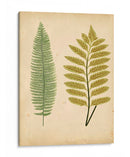 Cottage Ferns Ii - Lowe | Cuadro decorativo de Canvas Lab