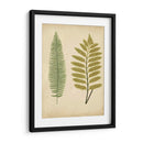 Cottage Ferns Ii - Lowe | Cuadro decorativo de Canvas Lab
