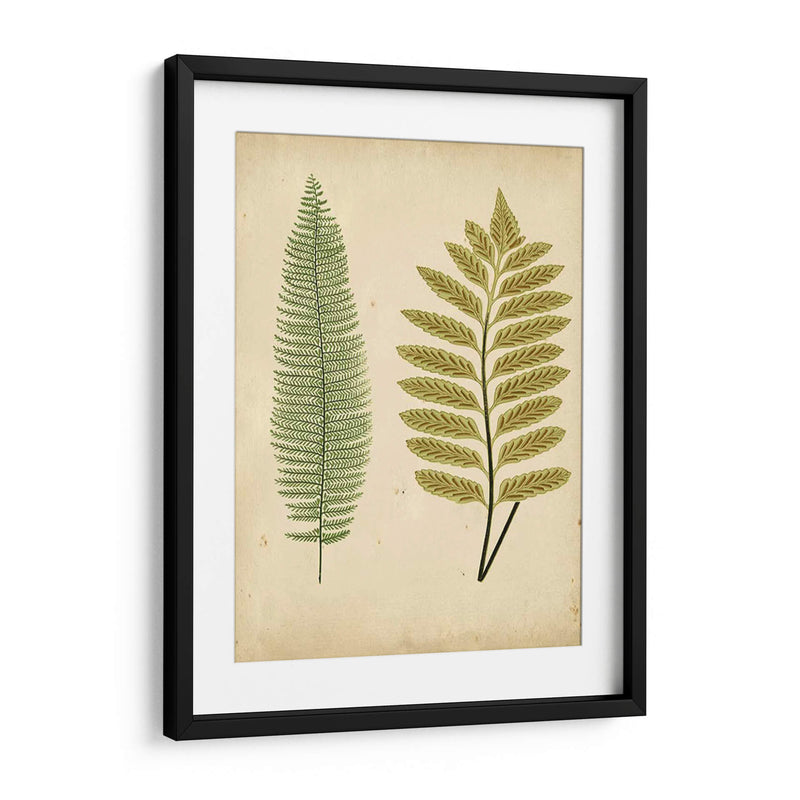 Cottage Ferns Ii - Lowe | Cuadro decorativo de Canvas Lab