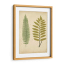 Cottage Ferns Ii - Lowe | Cuadro decorativo de Canvas Lab