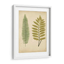 Cottage Ferns Ii - Lowe | Cuadro decorativo de Canvas Lab