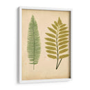 Cottage Ferns Ii - Lowe | Cuadro decorativo de Canvas Lab