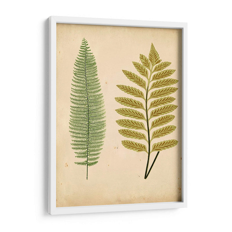 Cottage Ferns Ii - Lowe | Cuadro decorativo de Canvas Lab