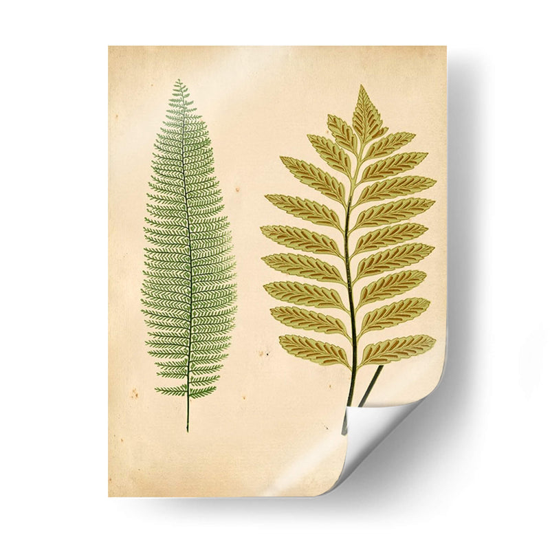 Cottage Ferns Ii - Lowe | Cuadro decorativo de Canvas Lab