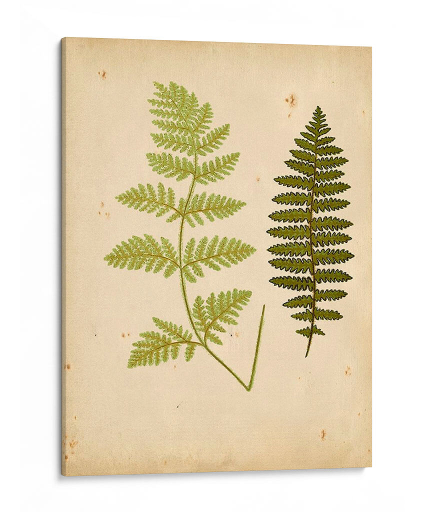 Cottage Ferns Iii - Lowe | Cuadro decorativo de Canvas Lab
