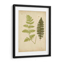 Cottage Ferns Iii - Lowe | Cuadro decorativo de Canvas Lab