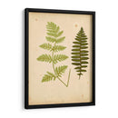 Cottage Ferns Iii - Lowe | Cuadro decorativo de Canvas Lab