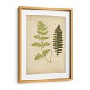Cottage Ferns Iii - Lowe | Cuadro decorativo de Canvas Lab