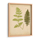 Cottage Ferns Iii - Lowe | Cuadro decorativo de Canvas Lab